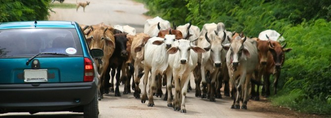 cows-on-the-road