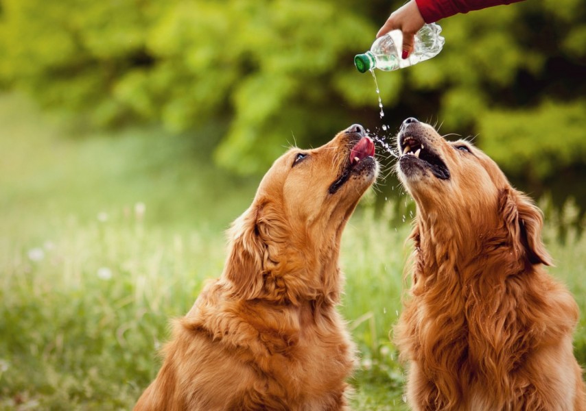 Hydrate Your Dogs