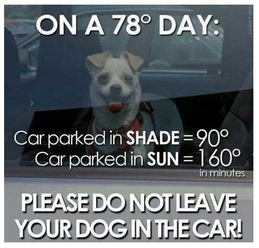 You'll be surprised how hot it can get in a car!