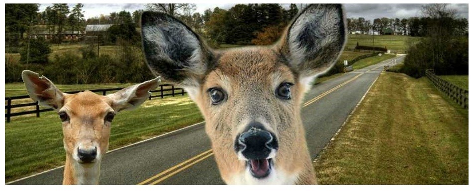 Hello, Deer!