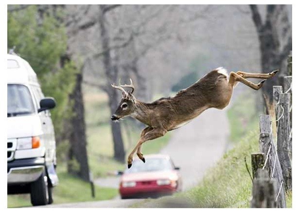 Watch out for deer