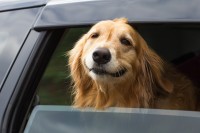 Autobody-review.com top 5 best dogs for road trips